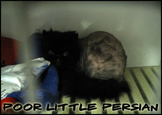 Poor Little Persian TA kitty