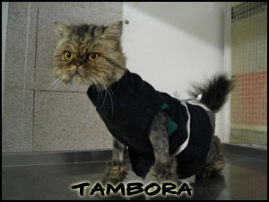 Poor little Tambora...